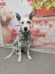 Shelter Stray Male Dog last seen MEYERS RD, San Bernardino, CA 92401