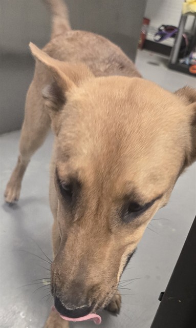 Shelter Stray Female Dog last seen MONTCLAIR BAKERSFIELD, Bakersfield, CA 93307
