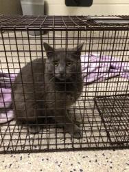 Shelter Stray Female Cat last seen Near BLOCK DEVONSHIRE BLVD, Brighton, CO 80601