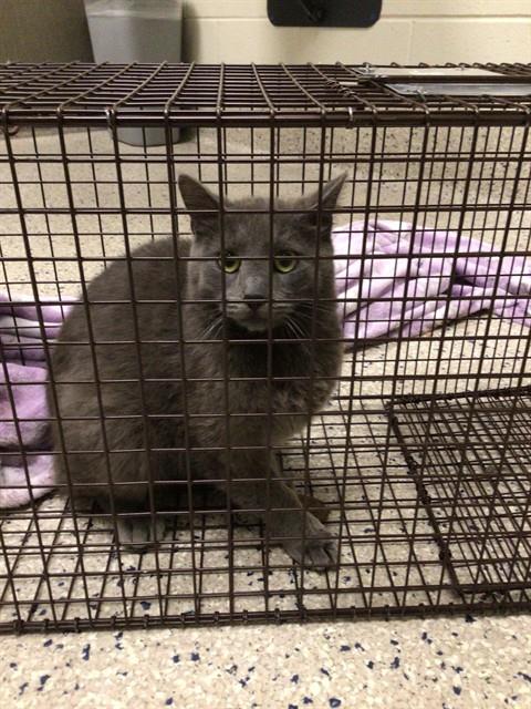 Shelter Stray Female Cat last seen Near BLOCK DEVONSHIRE BLVD, Brighton, CO 80601