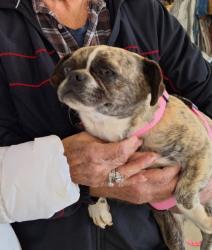Reunited Female Dog last seen St. Albans High School, Saint Albans, WV 25177