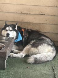 Reunited Male Dog last seen Near st, Paterson, NJ 07514
