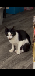 Reunited Male Cat last seen GOSS ST AND PINE ST., OAKLAND. CA   94607, Oakland, CA 94607