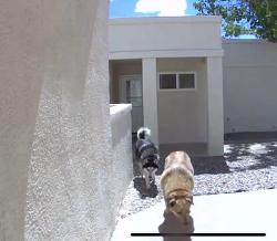 Reunited Unknown Dog last seen Skyview Cir NE, Rio Rancho, NM 87144, USA, Rio Rancho, NM 87144
