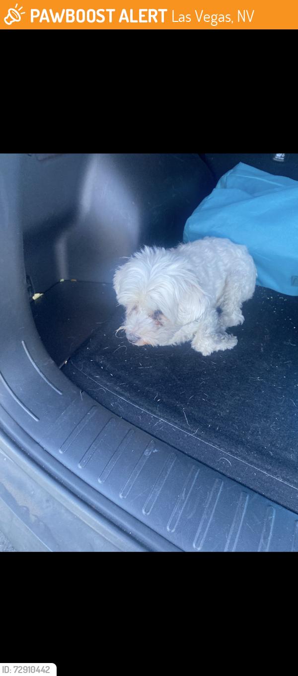 Found/Stray Male Dog last seen Charleston and Tonopah , Las Vegas, NV 89106