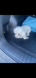 Found/Stray Male Dog last seen Charleston and Tonopah , Las Vegas, NV 89106