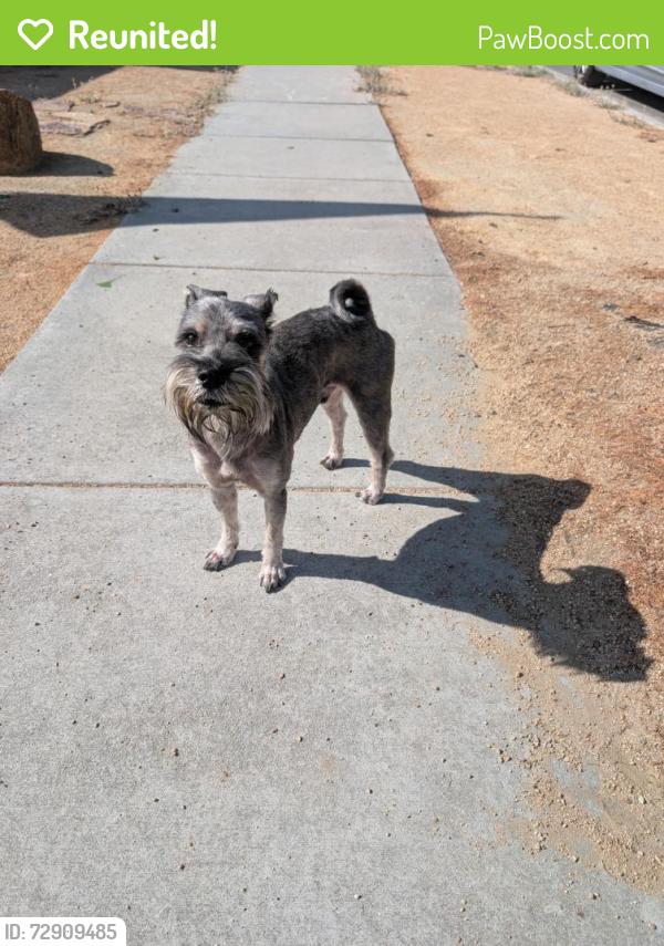 Reunited Male Dog last seen Hayter Ave and Ashworth Street, Lakewood, CA 90712
