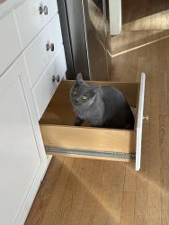 Reunited Male Cat last seen Fort Worth Ave, Alexandria, VA 22304