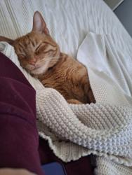 Reunited Male Cat last seen Near South and 2000 East, Salt Lake City, UT 84106