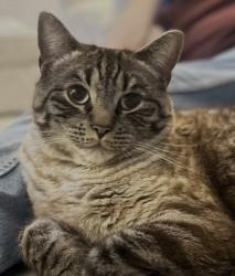 Lost Male Cat last seen Earls barton, Earls Barton, England 