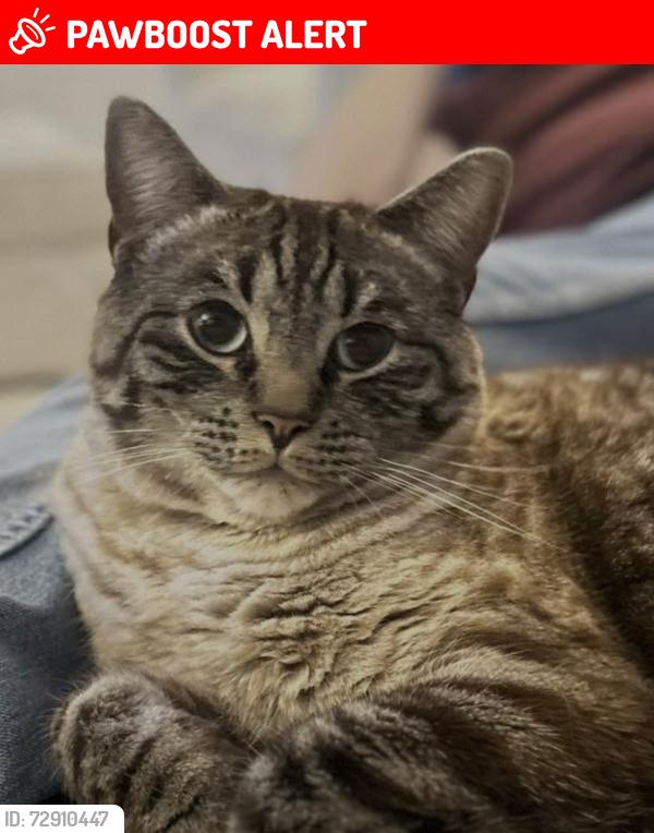 Lost Male Cat last seen Earls barton, Earls Barton, England 