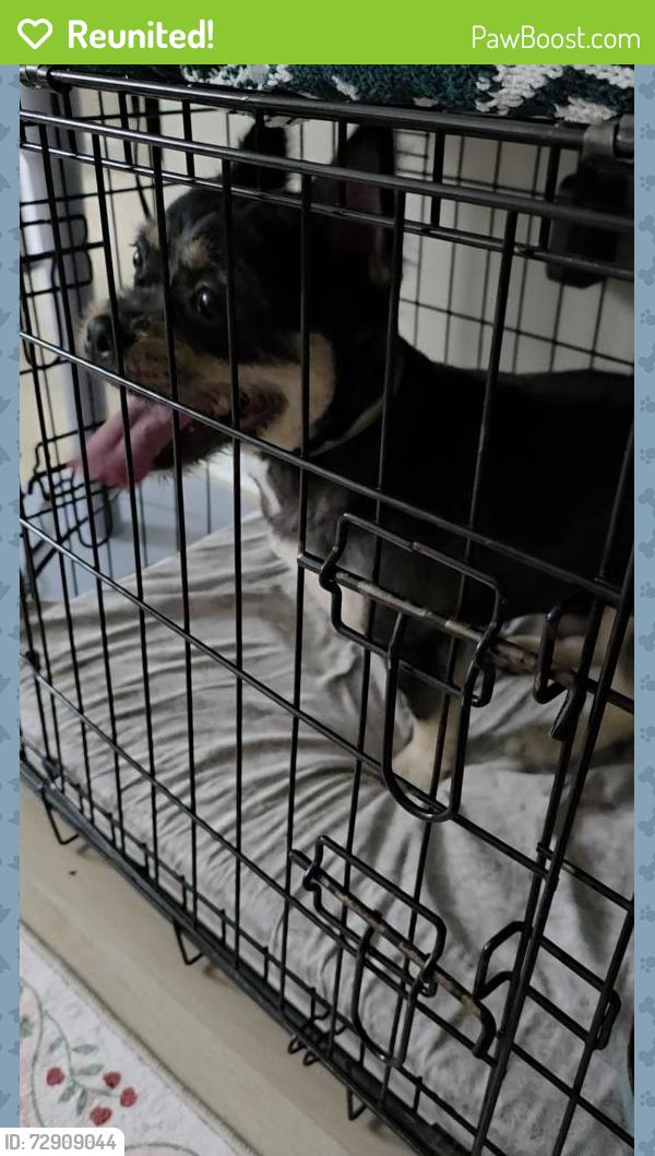 Reunited Male Dog last seen Resor Road, Fairfield, OH 45014