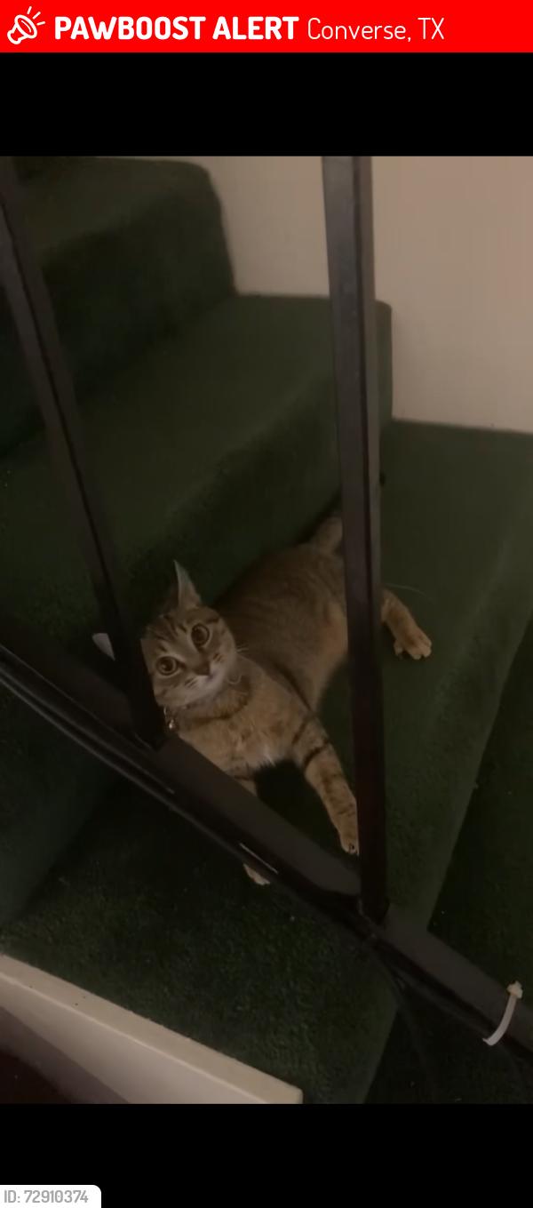 Lost Female Cat last seen Forsyth Canyon, Savannah place, Converse, TX 78109