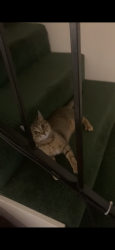 Lost Female Cat last seen Forsyth Canyon, Savannah place, Converse, TX 78109