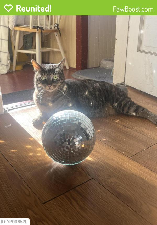 Reunited Male Cat last seen Maple & Stanley , Berwyn, IL 60402