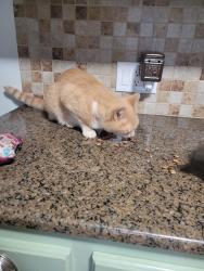Reunited Male Cat last seen Wayne white rd/Hunting Lodge rd climax, Randolph County, NC 27233