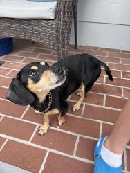 Reunited Female Dog last seen W 30th St, Houston, TX, USA, Houston, TX 77008