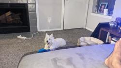 Reunited Female Dog last seen Doroco Dr and Northbrook Rd, Doraville, GA 30340