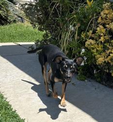 Reunited Female Dog last seen Peyton and chino , Chino Hills, CA 91709