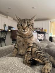 Lost Female Cat last seen Near eagle peak dr, Carson City, NV 89701