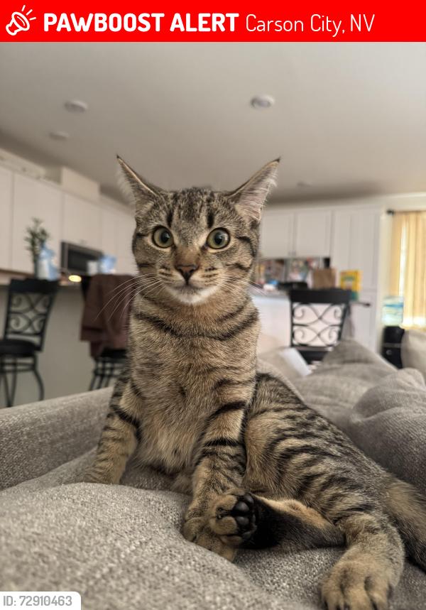 Lost Female Cat last seen Near eagle peak dr, Carson City, NV 89701