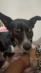 Lost Female Dog last seen tractor supply , Springtown, TX 76082