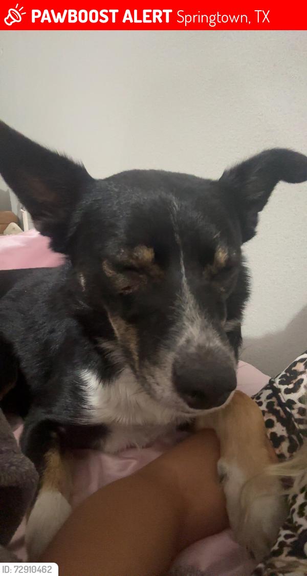 Lost Female Dog last seen tractor supply , Springtown, TX 76082