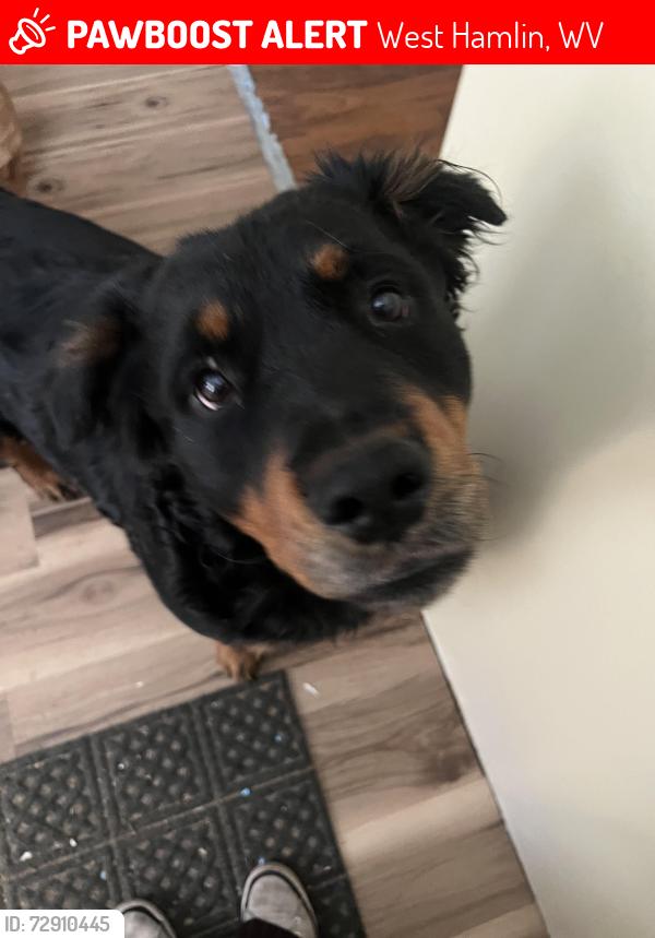 Lost Male Dog last seen Near McClellan Hwy, West Hamlin, WV 25571, West Hamlin, WV 25571