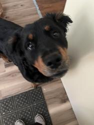 Lost Male Dog last seen Near McClellan Hwy, West Hamlin, WV 25571, West Hamlin, WV 25571
