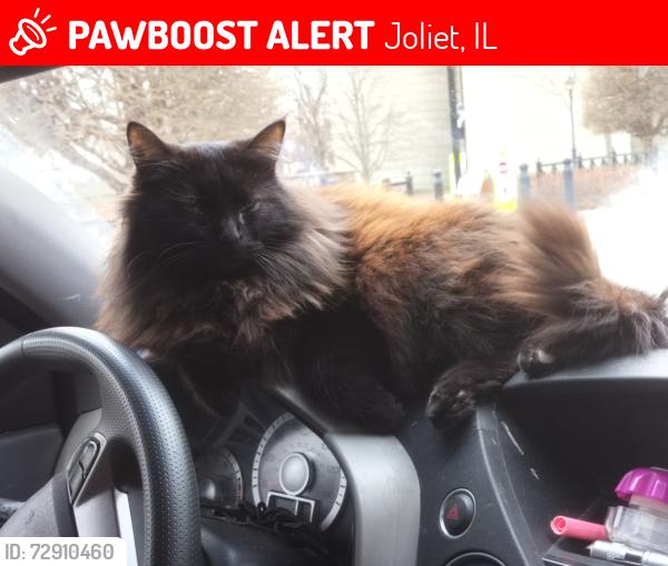 Lost Female Cat last seen No, Lockport, IL 60441