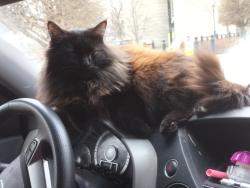 Lost Female Cat last seen No, Lockport, IL 60441