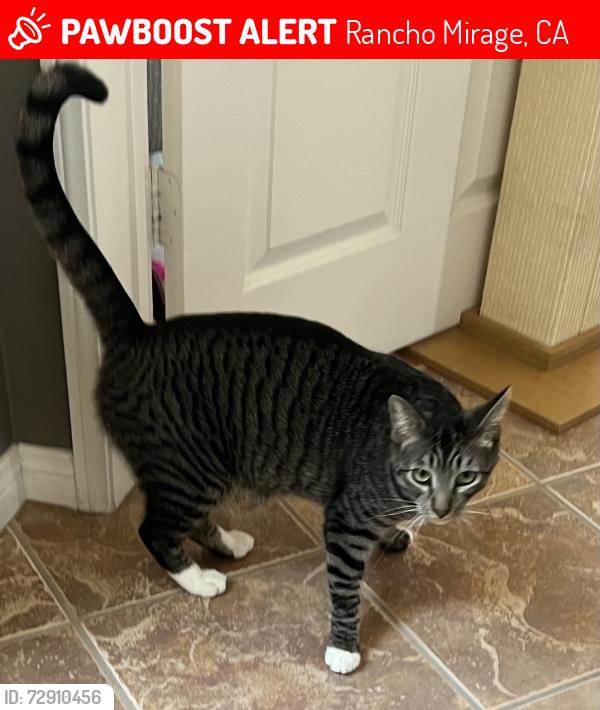 Lost Male Cat last seen Via Santa Romana & Via Santo Tomas, Rancho Mirage, CA 92270
