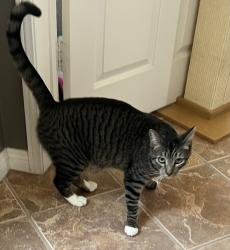 Lost Male Cat last seen Via Santa Romana & Via Santo Tomas, Rancho Mirage, CA 92270