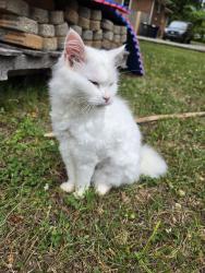 Reunited Unknown Cat last seen Old salisbury rd and Thompson dr, Winston-Salem, NC 27127