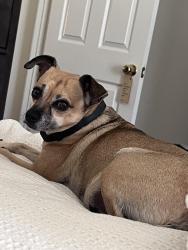 Reunited Female Dog last seen Hunte Parkway, Chula Vista, CA 91915