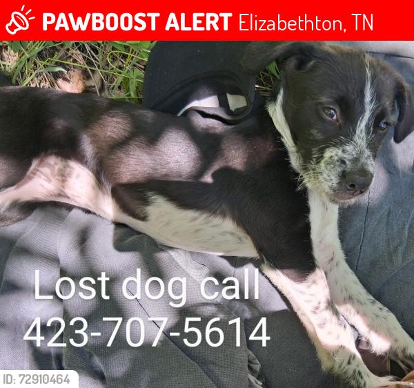 Lost Female Dog last seen By Walmart in elizabethton , Elizabethton, TN 37643