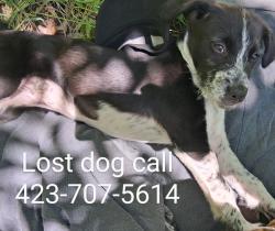Lost Female Dog last seen By Walmart in elizabethton , Elizabethton, TN 37643