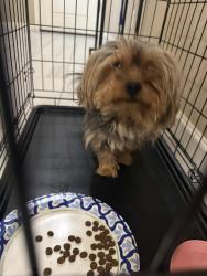 Reunited Unknown Dog last seen South 238th Ave and Mohave St., Buckeye, AZ 85326