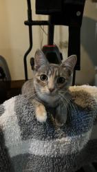 Reunited Female Cat last seen Dayton St SW, Grand Rapids, MI 49504, USA, Grand Rapids, MI 49504
