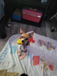Reunited Female Dog last seen Riverwood Street, 31w bypass, Bowling Green, KY 42101
