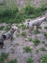 Found/Stray Female Dog last seen Burbank a new Woodley  in the bamboos, Los Angeles, CA 91411