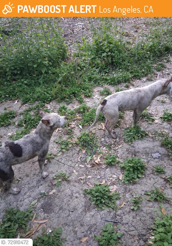 Found/Stray Female Dog last seen Burbank a new Woodley  in the bamboos, Los Angeles, CA 91411