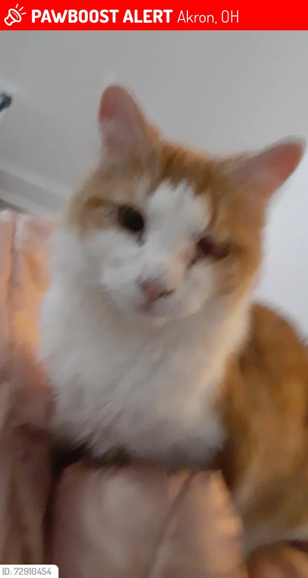 Lost Male Cat last seen Manchester, 2nd, kenmore blvd, Akron, OH 44314