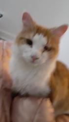 Lost Male Cat last seen Manchester, 2nd, kenmore blvd, Akron, OH 44314