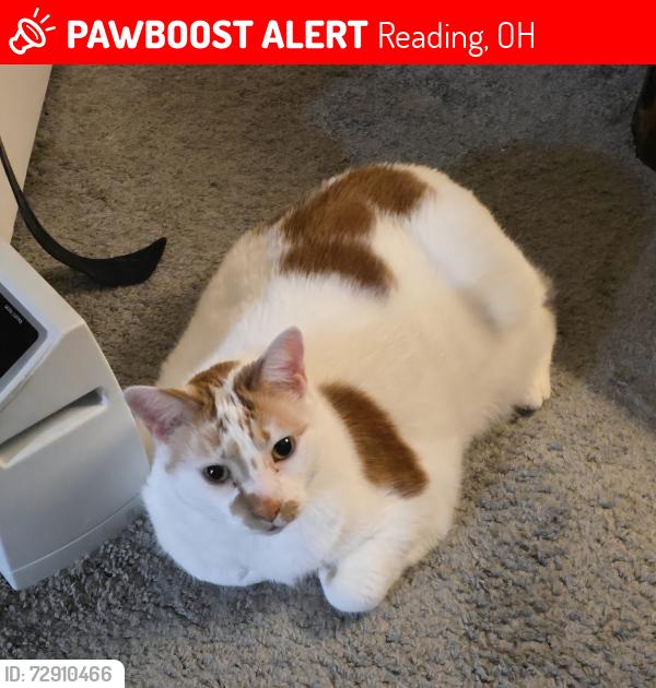 Lost Male Cat last seen Jefferson and Southern Ave Reading ohio, Reading, OH 45215