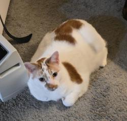 Lost Male Cat last seen Jefferson and Southern Ave Reading ohio, Reading, OH 45215