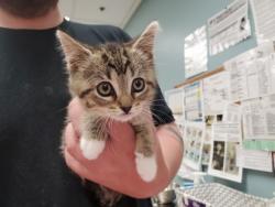 Shelter Stray Female Cat last seen S Monroe St, 43542, OH, Maumee, OH 43537