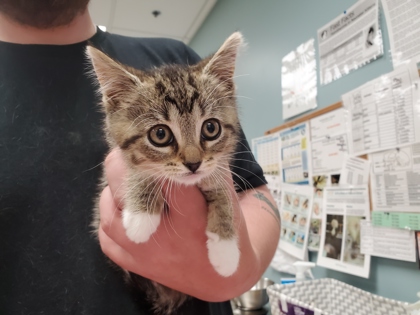 Shelter Stray Female Cat last seen S Monroe St, 43542, OH, Maumee, OH 43537