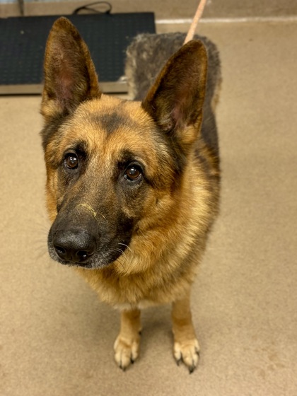 Shelter Stray Male Dog last seen Near Stirrup Ln, 30316, GA, Atlanta, GA 30341