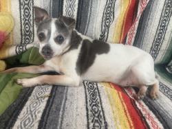 Reunited Male Dog last seen Running up Stockton hill away from Stockton , Stockton, MN 55959